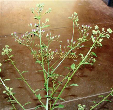  Plant